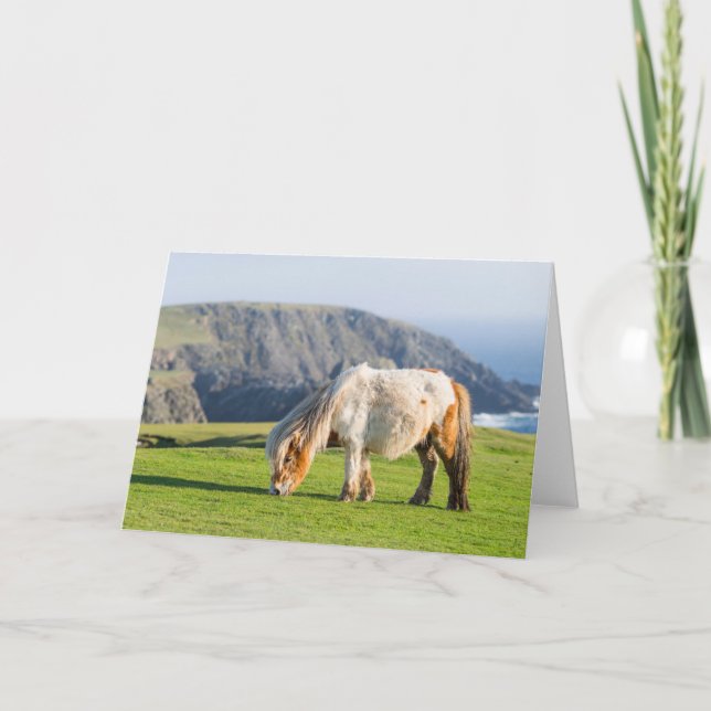 Carte Poney Shetland sur le pâturage près de hautes fala (Devant)