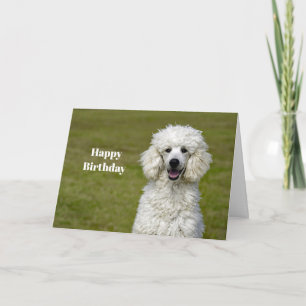 Carte Poodé Chien blanc photo Anniversaire
