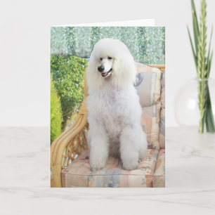 Carte Poodle blanc