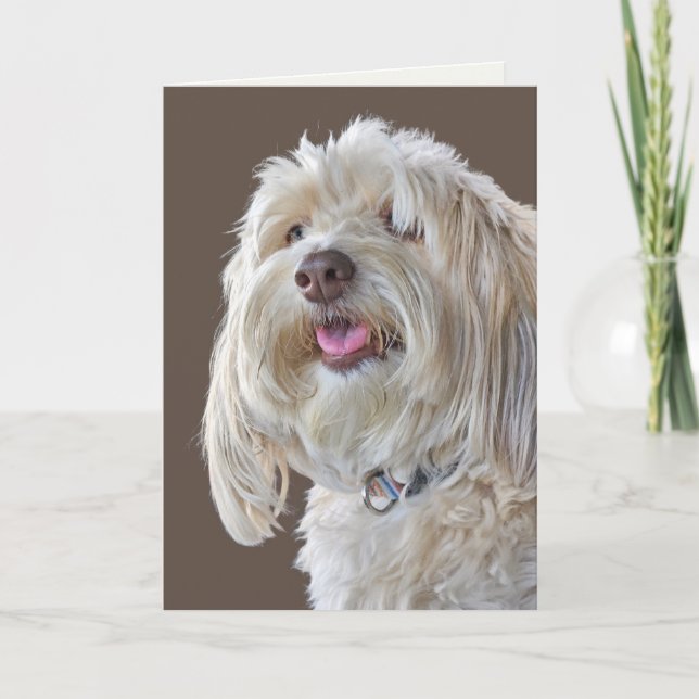 Carte Poodle de schaggy pour anniversaire tardif (Devant)