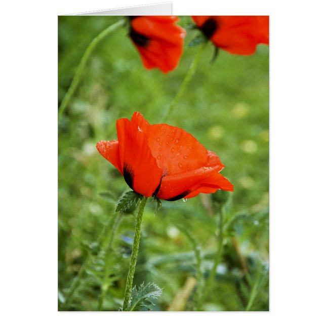 Carte Poppy (Devant)