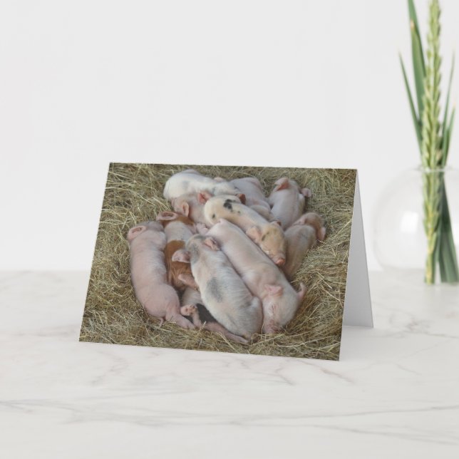 Carte Porcs de bébé, porcelets - animaux mignons de bébé (Devant)