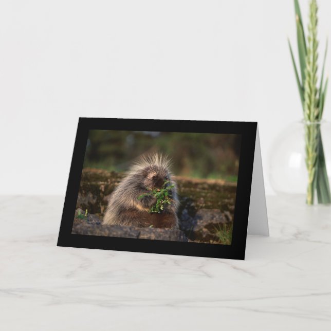 Carte Porcupine adorable (Devant)
