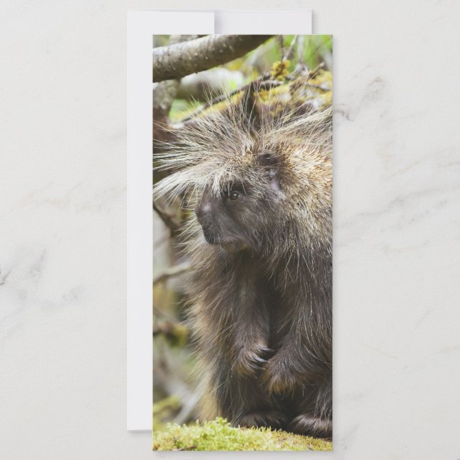 Carte Porcupine déterminé (Devant)