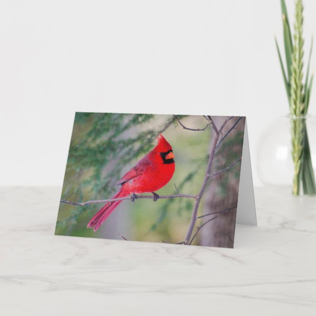 Carte Portrait de Cardinal rouge  (Devant)
