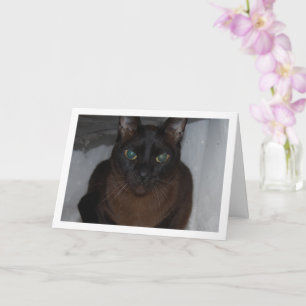 Carte Portrait de chat noir