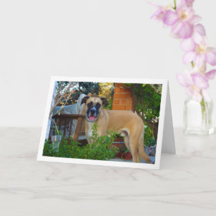 Carte Portrait de chien dans le jardin