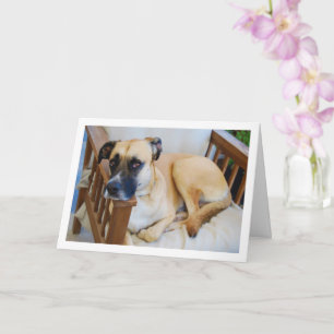 Carte Portrait de chien en chaise