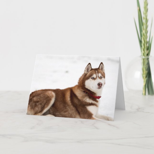 Carte Portrait de Cute Siberian Husky (Devant)