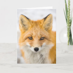 Carte Portrait de renard roux