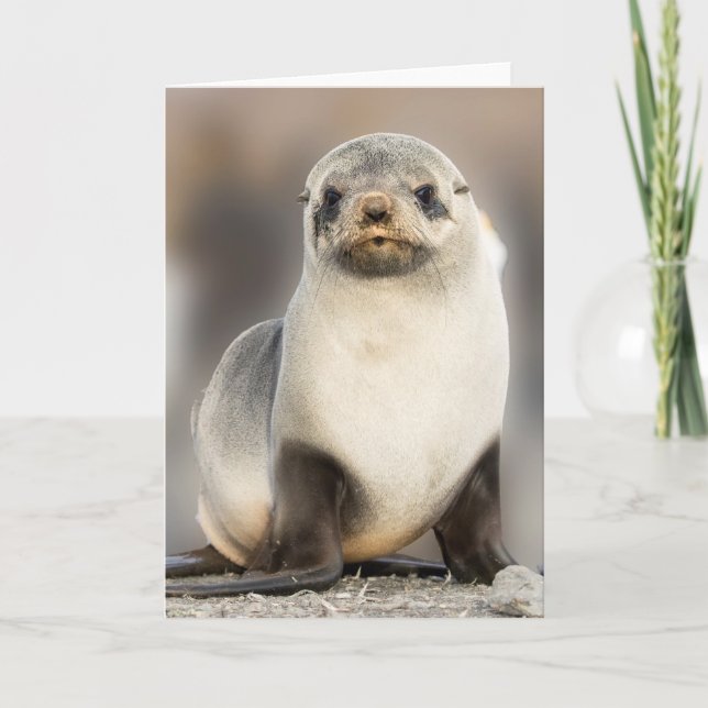 Carte Portrait de Seal Pup sur la plage (Devant)