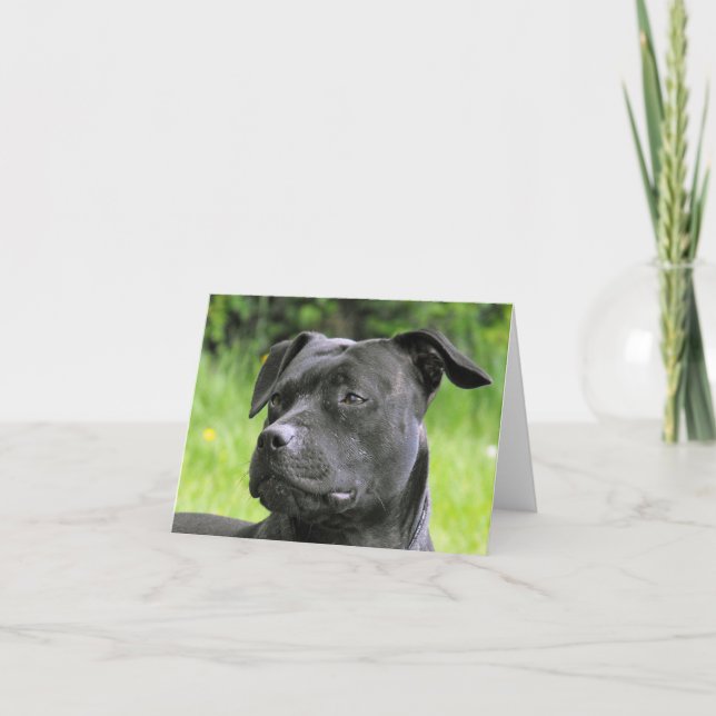 Carte Portrait de Staffordshire Bull Terrier (Devant)