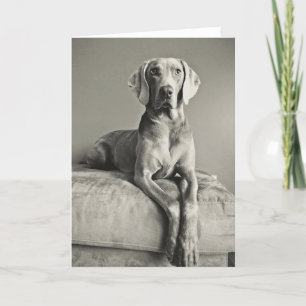 Carte Portrait de Weimaraner