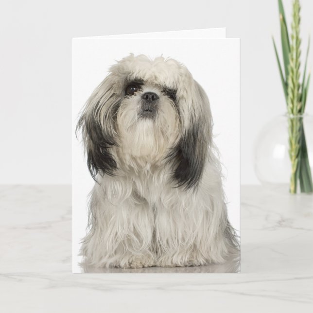 Carte Portrait du chiot tibétain en terrier (Devant)