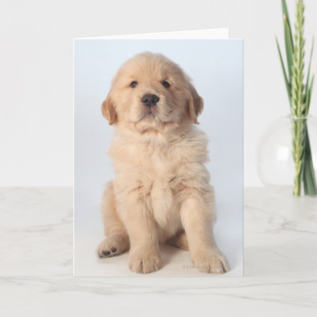 Carte Portrait d'un chiot récupérateur d'or de six semai (Devant)