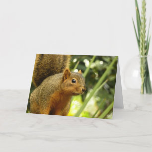 Carte Portrait d'un écureuil Nature Animal Photographie