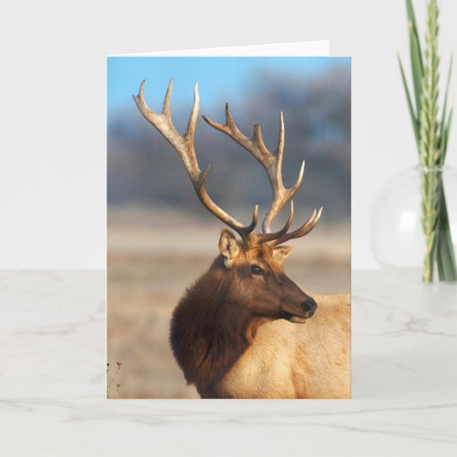 Carte Portrait d'un magnifique élan taureau (Devant)