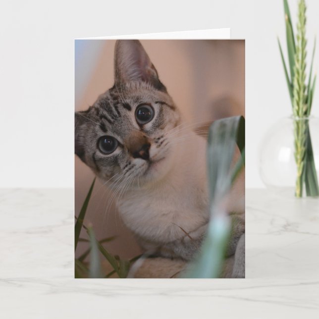 Carte Portrait photo de chat (Devant)