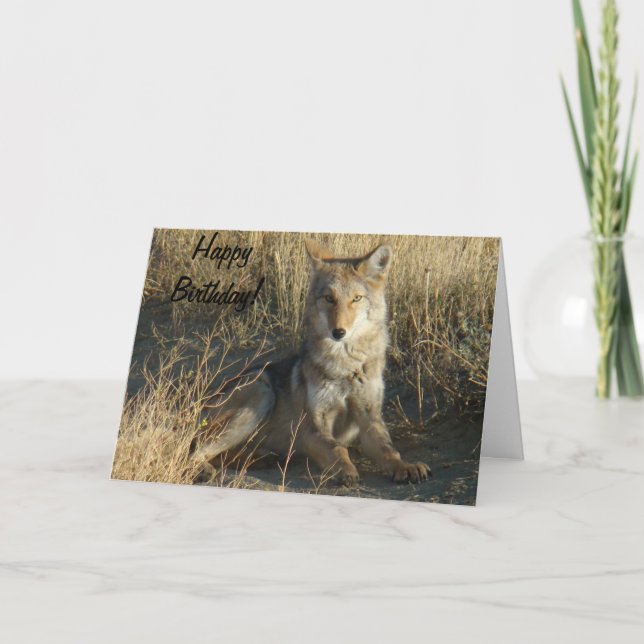 Carte Pose du coyote R15 (Devant)