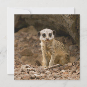 Carte Pose précieuse du bébé Meerkat