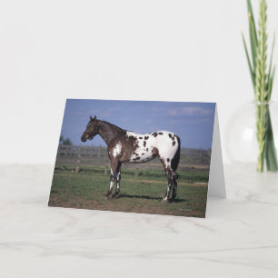 Carte Position de cheval d'Appaloosa