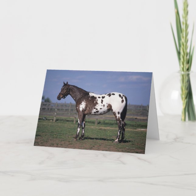 Carte Position de cheval d'Appaloosa (Devant)
