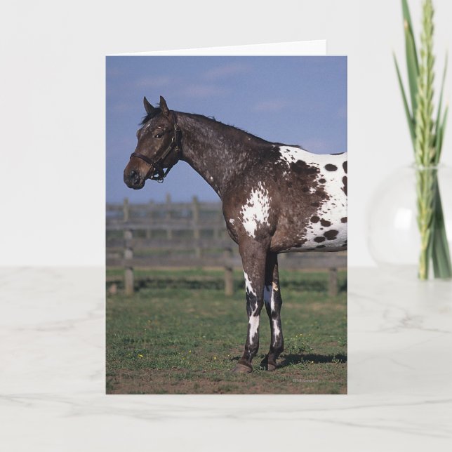 Carte Position de cheval d'Appaloosa (Devant)
