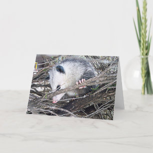 Carte Possum Opossum