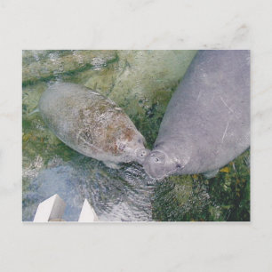 Carte Post Smooch Manatee