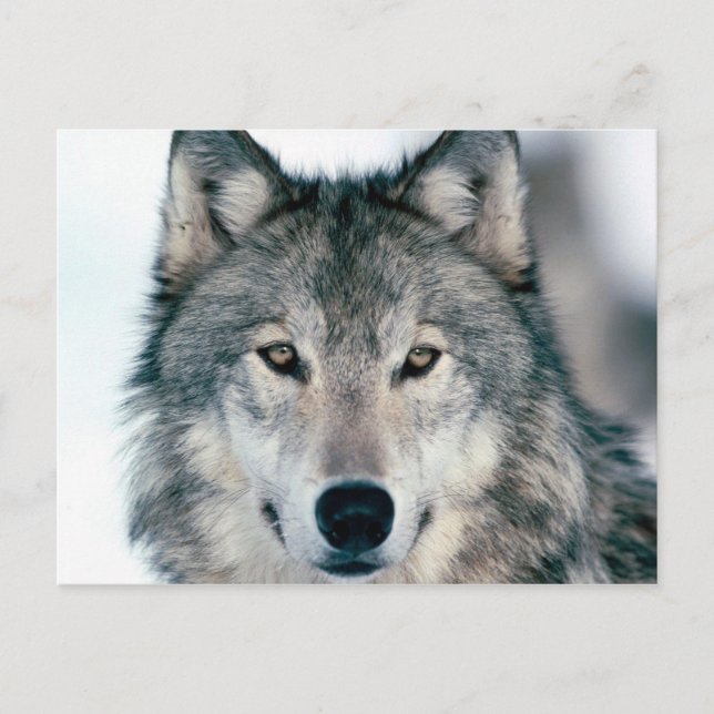 carte postal loup postcard (Front)