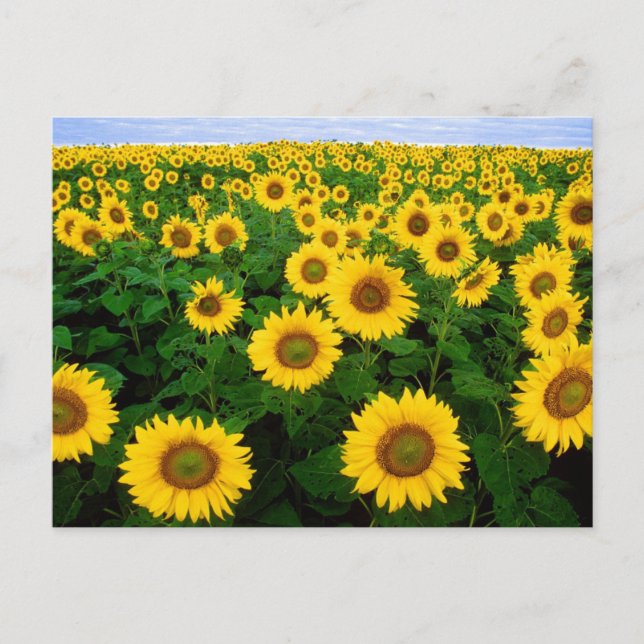 Carte postale (Devant)