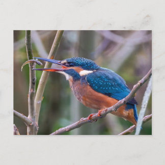 Carte postale
