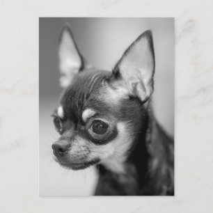 Carte postale