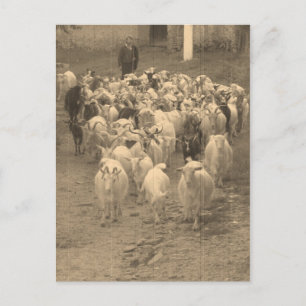 Carte postale