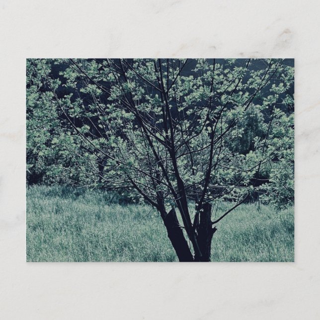 Carte postale (Devant)