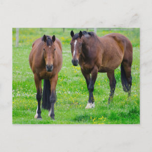 Carte postale