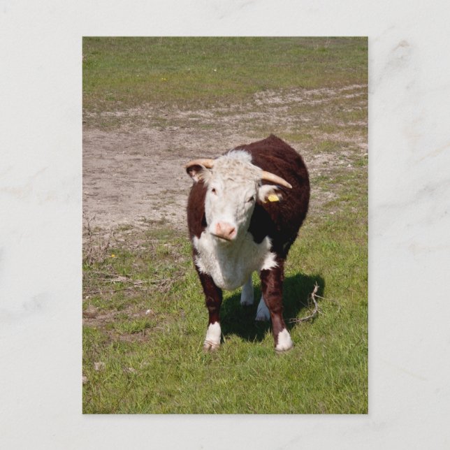 Carte postale (Devant)