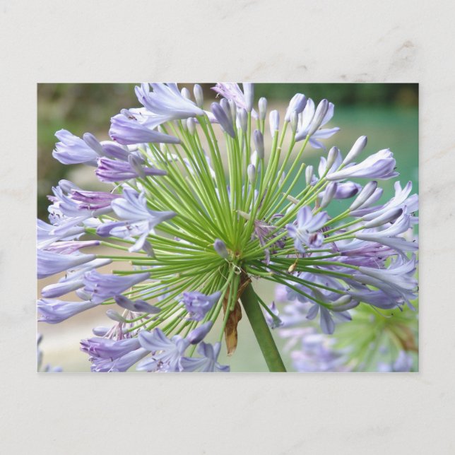 Carte postale (Devant)