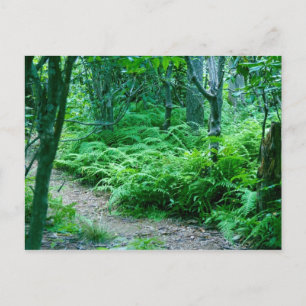 Carte postale