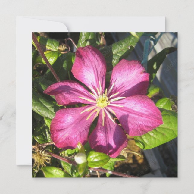 Carte postale (Devant)