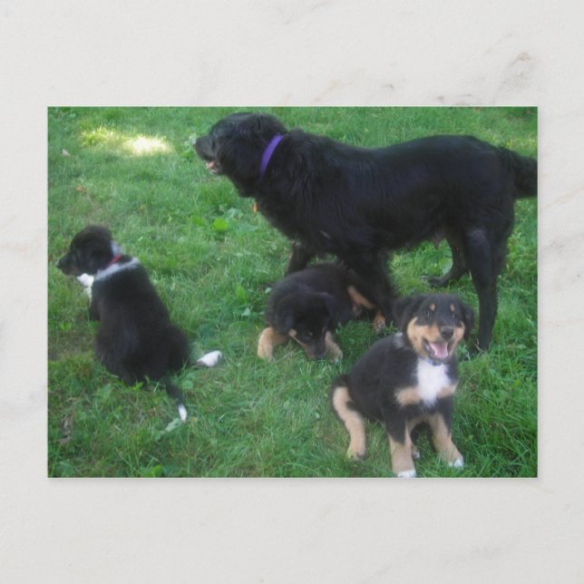 Carte postale (Devant)