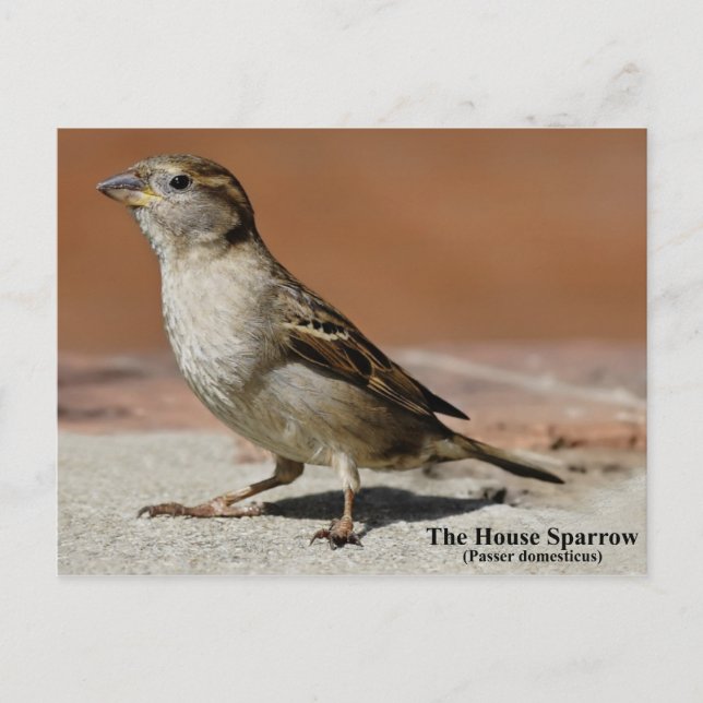 Carte postale (Devant)