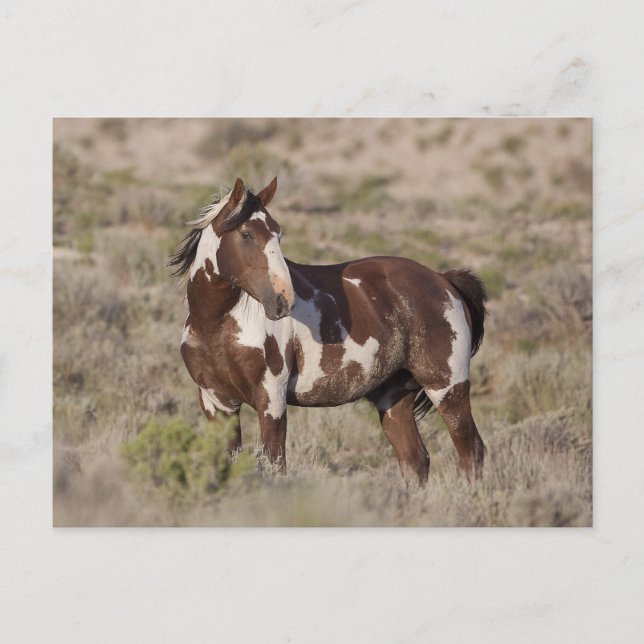 CARTE POSTALE  (Devant)