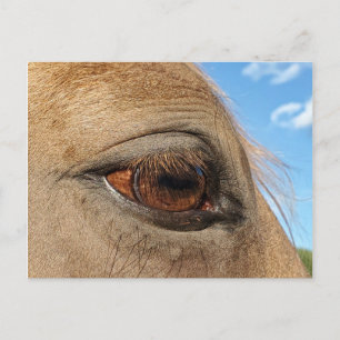 Carte postale