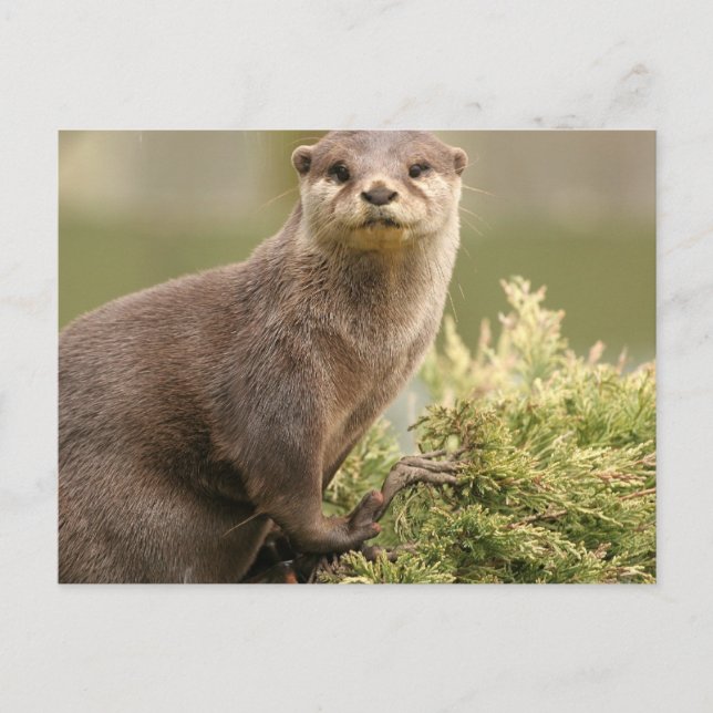 Carte postale (Devant)