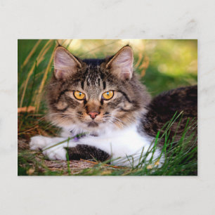 carte postale