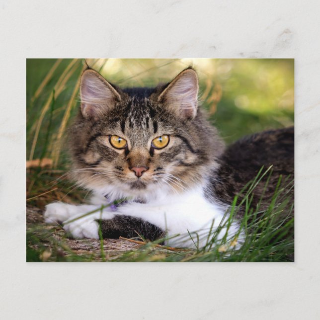 carte postale (Devant)