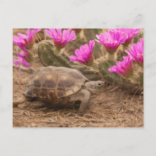 Carte postale