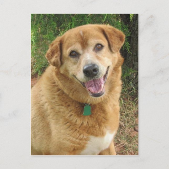 CARTE POSTALE  (Devant)