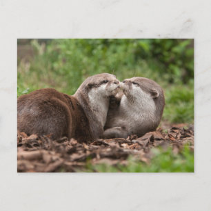 Carte postale